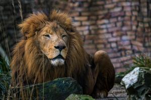 Dieren - Afrikaanse Leeuw