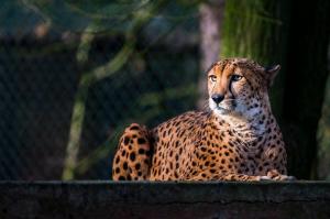 Dieren - Cheetah op platform