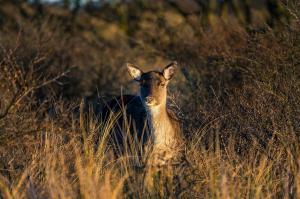 Dieren - Damhert