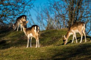 Dieren - Damherten AWD