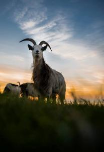 Dieren - Geit op dijk