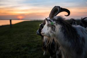 Dieren - Geit op dijk 2