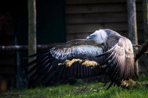 Dieren - Gierig