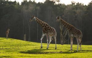 Dieren - Giraffes