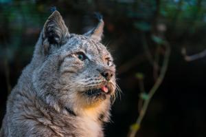 Dieren - Lynx steekt tong uit