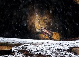 Dieren - Sneeuwleeuw