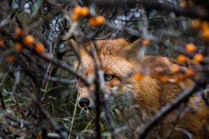 Dieren - Verstopte vos