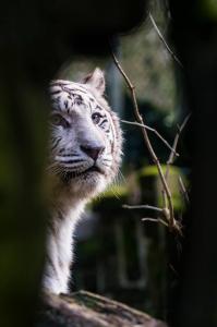 Dieren - Witte Tijger