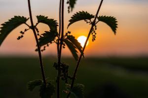 Natuur - Prikkelbare zon