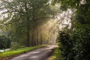 Natuur - Zonnestralen Horsten