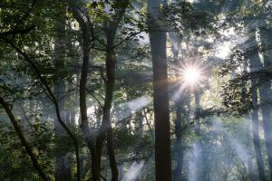 Natuur - Zonnestralen